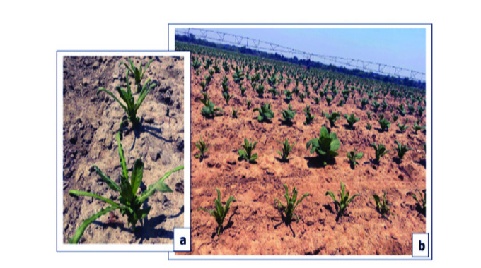TRB places farmers on phytotoxicity alert