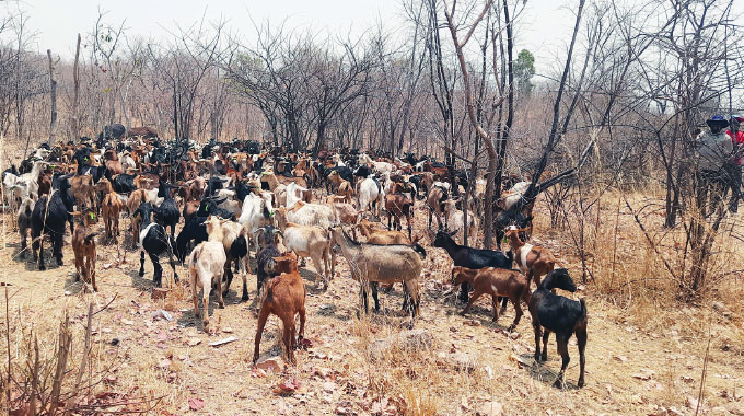 Presidential Goat Scheme brings cheers, hope