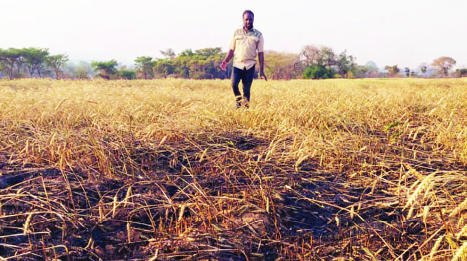 Veld fires destroy 200ha wheat in a week