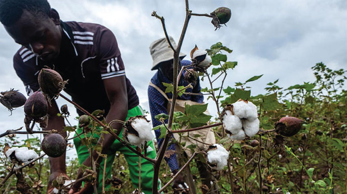 Presidential cotton inputs scheme transforms lives