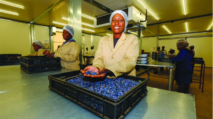 Agric sector’s resilience creates success stories
