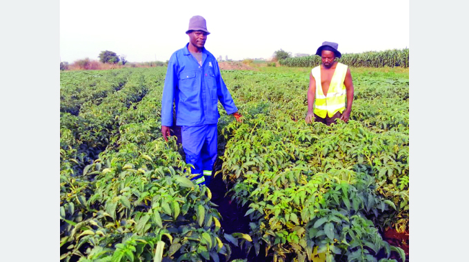 Urban youths defy poverty, embrace agro-business