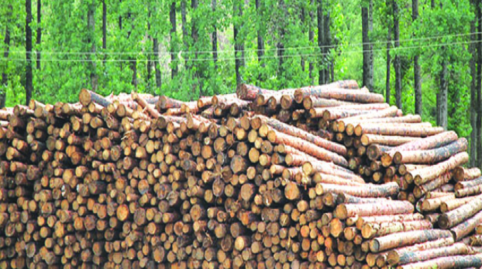 Border Timbers bullish on demand prospects