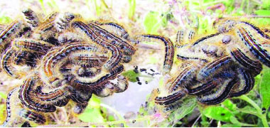African armyworm under control
