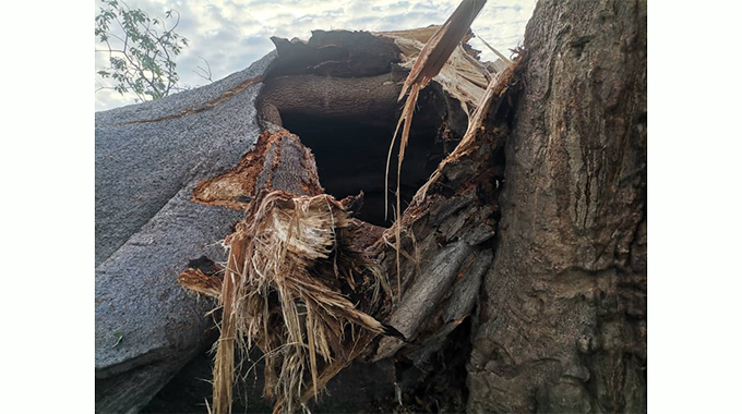 Woman crushed to death by baobab tree