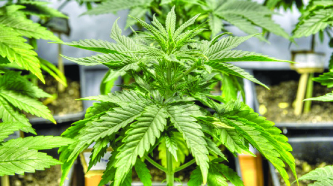 British investor injects US$1,4m into cannabis