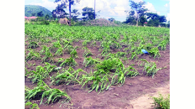 Violent storm ravages Bindura