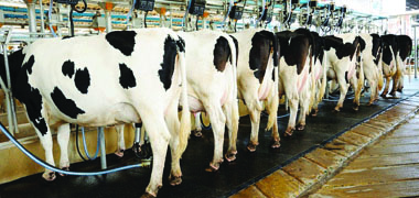 Milk output jumps 15,2pc in 11 months
