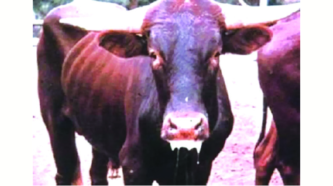FOOT-AND-MOUTH FEAR! Beitbridge livestock under siege