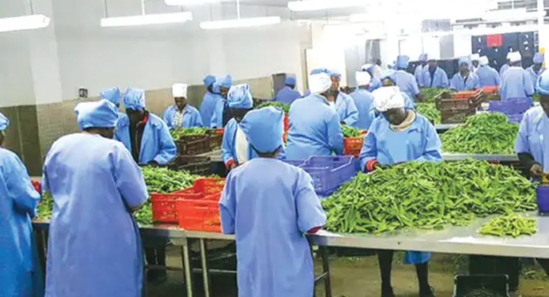 Dubai and Zimbabwean company to strengthen trade cooperation