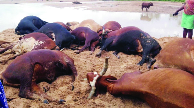 Lightning strikes 18 cattle in Gokwe