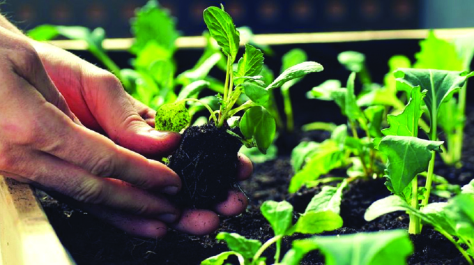 Growing your own plants