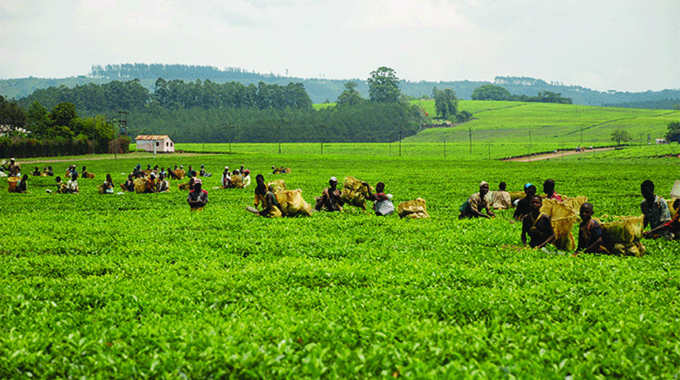 Tanganda completes 4,4MW solar system