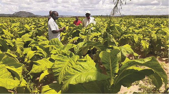 Tobacco stakeholders at crossroads over sustainable tobacco curing options