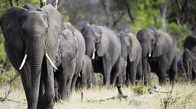 Farmers use chillies to fend off jumbos