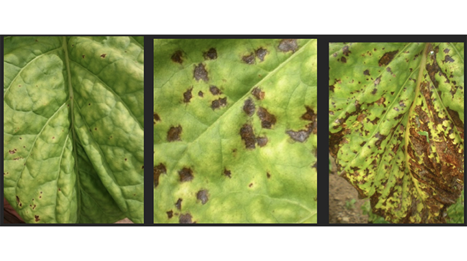 Control tobacco foliar disease for improved yield – TRB
