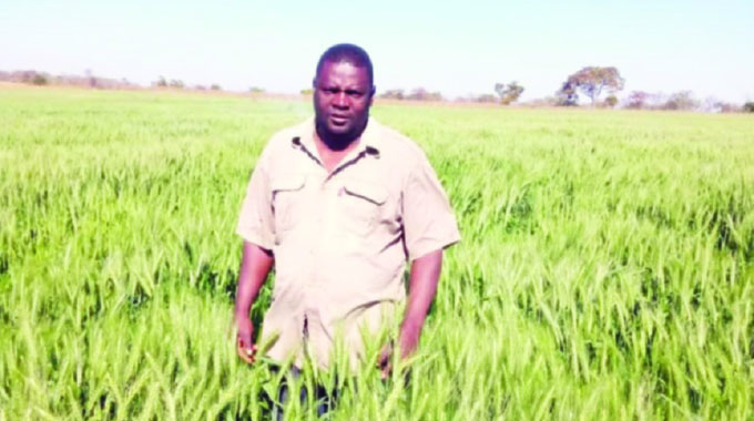 ‘AFC overshoots initial wheat hectarage projections’