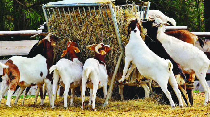 Time to acknowledge goats’ valuable economic role