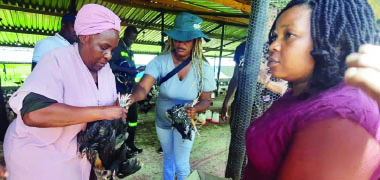 Goromonzi villagers get poultry allocation