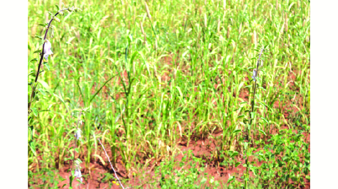 Climate change: Mwenezi battles food insecurity
