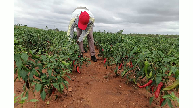 Producers said the prospect of exporting to China could significantly improve incomes and expand production