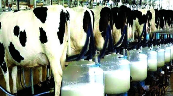 Zim raw milk output bubbles