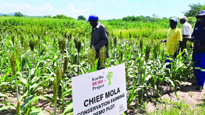 230 Pfumvudza demo plots for dry regions