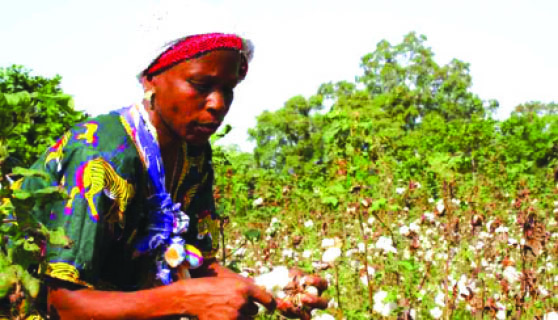 Zim cotton production tipped to double