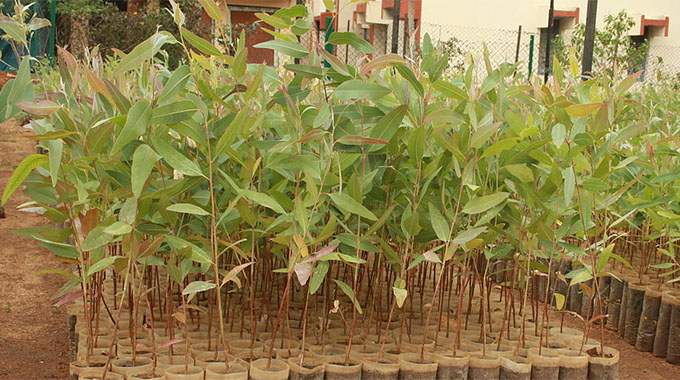 TRB offers free gumtree seedlings for afforestation