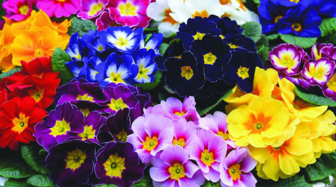 How to colour up your garden this winter