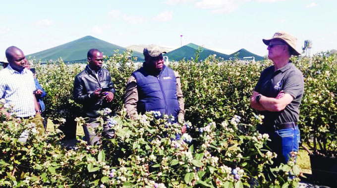 Berries export earnings in whopping 601pc jump