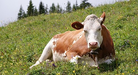 AMA to extend cattle auctions