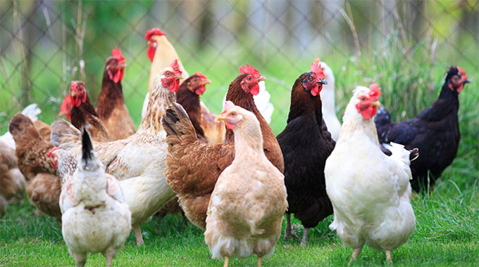 Zimbabwe to launch free range poultry standards