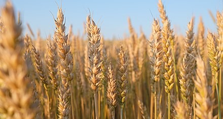 Optimal wheat planting window closes