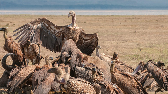 Ritual killings threaten vulture population