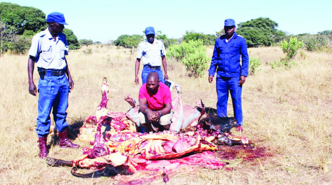 Notorious cattle rustler arrested over 4 beasts