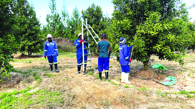 Farmer introduces macadamia to Mash Central
