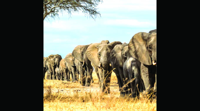 Crafting of Hunting Trophies Bill by UK, US based on emotions, not science
