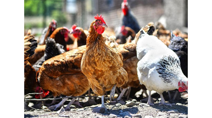 ZFRPA measures prompt poultry sector growth