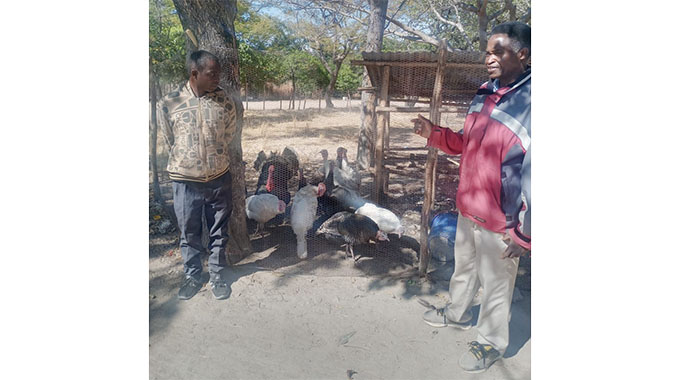 Guruve school accepts chickens for tuition fees