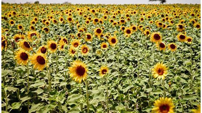 ZIM farmers market place widens