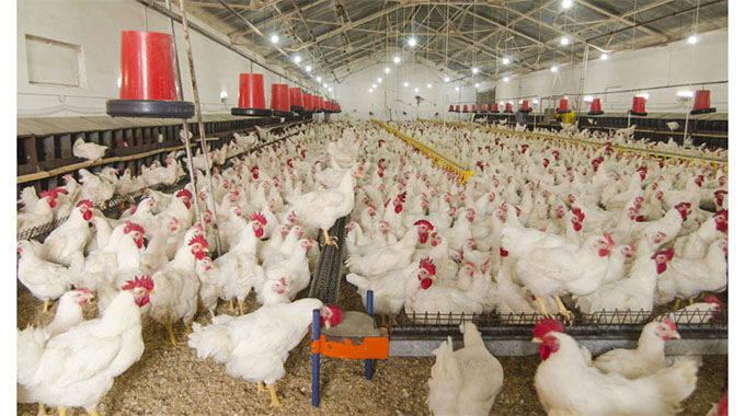 ‘US$46,6million local chickens crucial for rural economy’