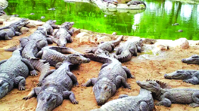 Padenga diversifies from crocs to unlock shareholder value