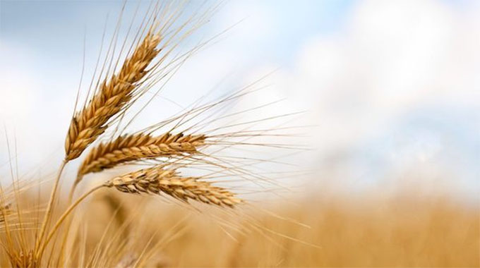 Another bumper wheat harvest in the offing