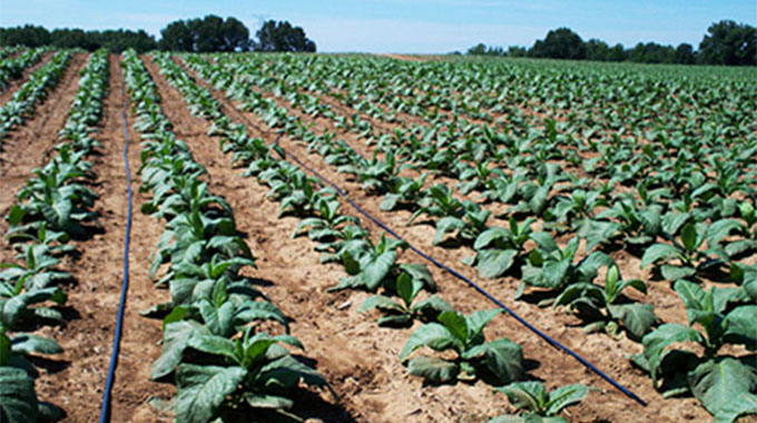 TIMB extends deadline for tobacco seedbeds