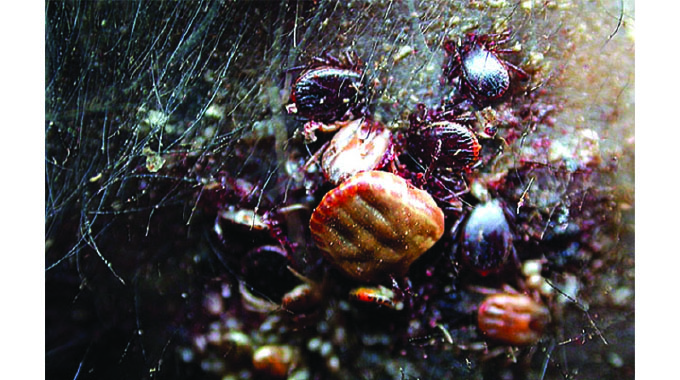 Promising start for innovative tick control project