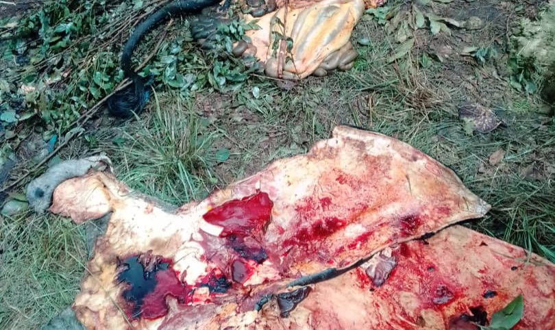 Cattle-deboning rustlers terrorise Mazowe farmers