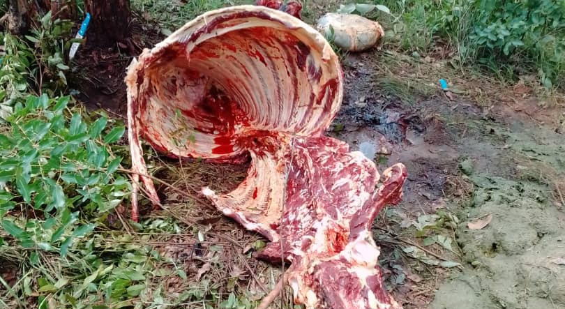 Five nabbed for stock theft in Mazowe