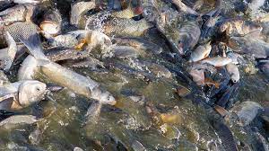 ‘Aquaculture sector needs stand-alone policy’