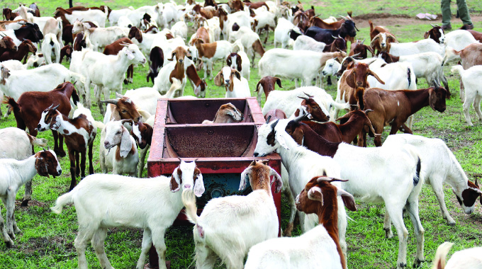 Goats for ‘maternity’ fees in Gokwe South. . . as expectant women shun new clinic for home deliveries